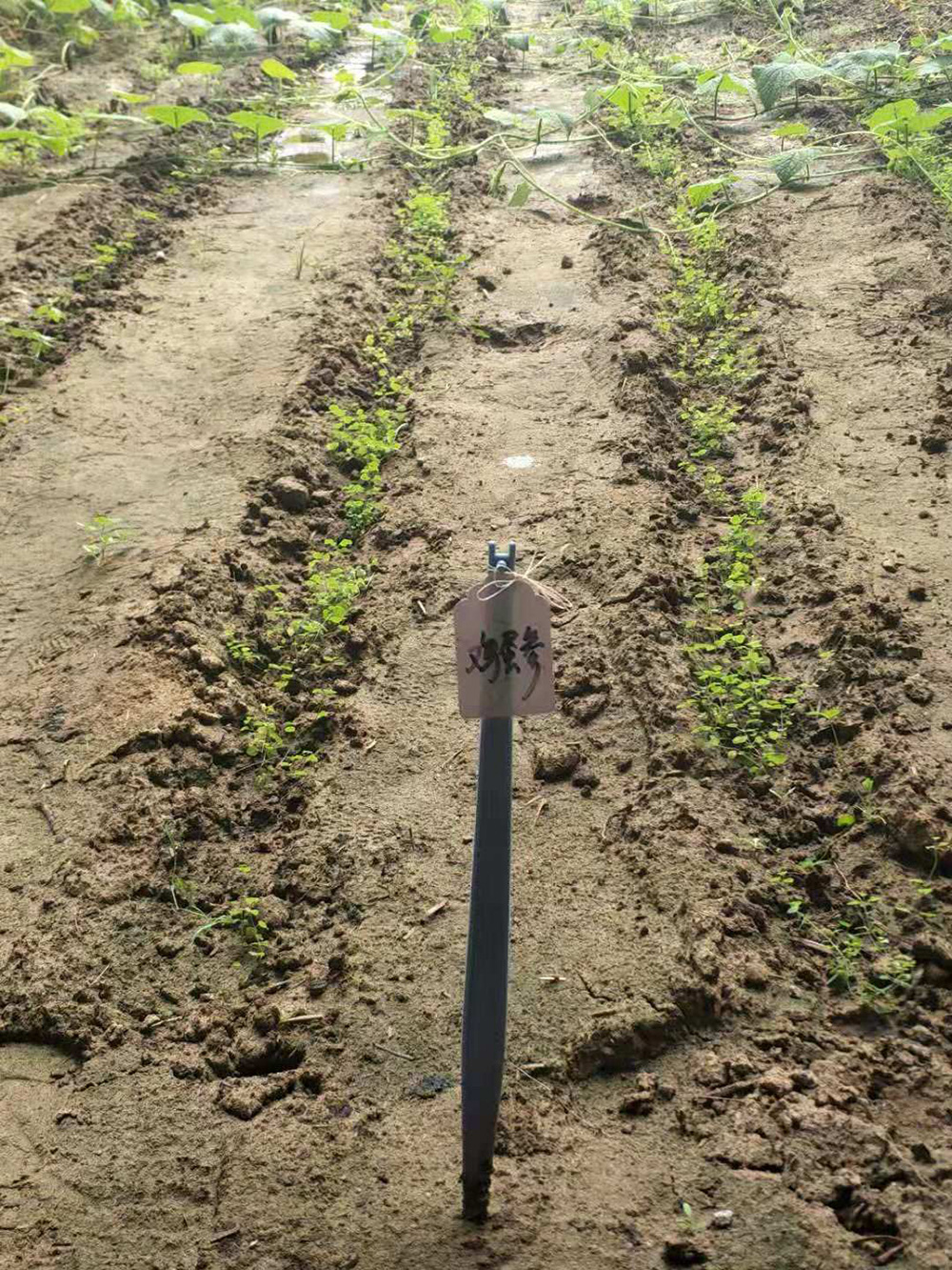 1548034724290779.jpg 微信圖片_20181105104212.jpg