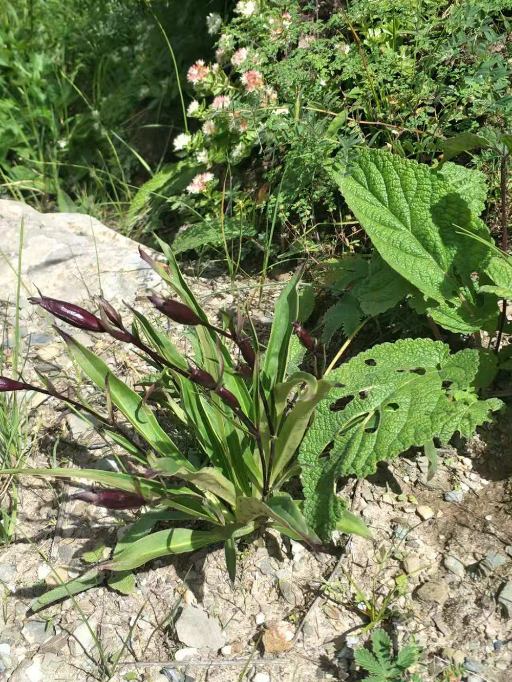 1548034791992901.jpg 微信圖片_20181105104225.jpg